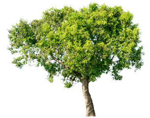 The tree is completely separated from the white background Scientific name Mitragyna diversifolia...