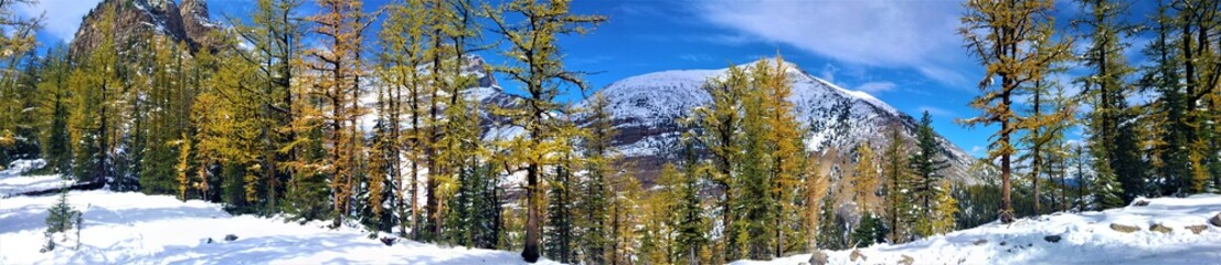 Fototapeta premium Hiking on big beehive trail above the lake agnes on a sunny September day with lots of snow on the trails.