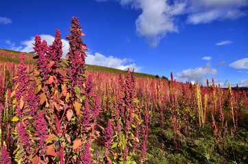 Quinua sown in the Andes mountains of South America