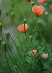 ながみひなげし