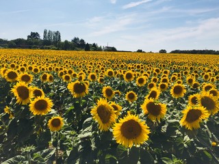 Fototapeta premium field of sunflowers with sky background