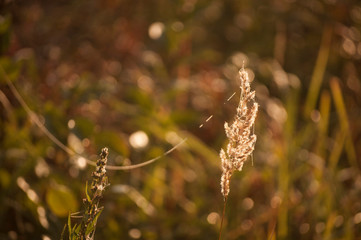 spiderweb on the grass