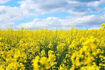 Obraz premium Blooming rapeseed field of Ukraine against the blue sky with clouds