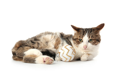 Cute funny cat with Christmas ball on white background