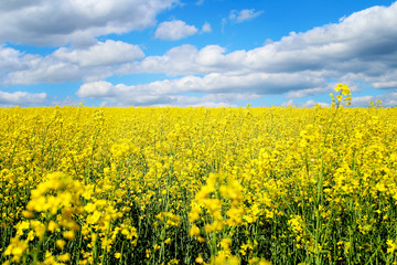 Obraz premium Blooming rapeseed field of Ukraine against the blue sky with clouds