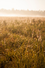 spiderweb on autumn grass