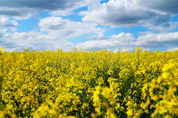 Obraz premium Blooming rapeseed field of Ukraine against the blue sky with clouds