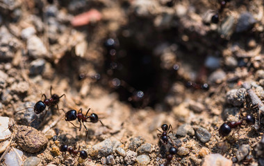 Ants on a leaf. Anthill and ants running, macro shot.