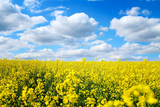 Blooming rapeseed field of Ukraine against the blue sky with clouds