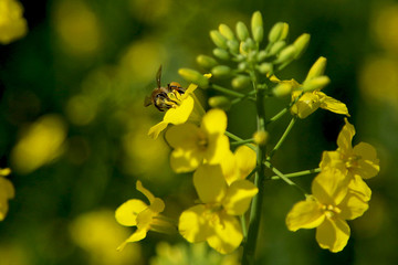 Close-up of rapeseed flowers and buds on a rapeseed field