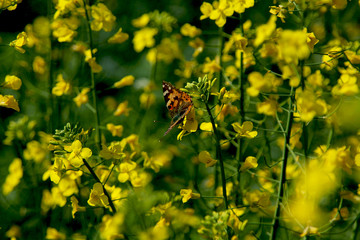 Blooming rapeseed field with Nymphalis butterfly