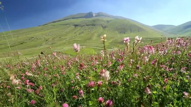 summer blooms piano grand sibillini mountains national park abruzzo italy