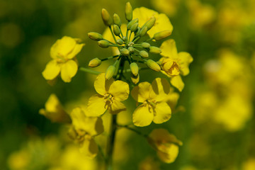 Obraz premium Close-up of rapeseed flowers and buds on a rapeseed field