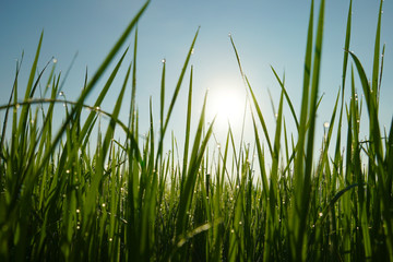 drops of dew on a green grass, Fresh green grass with dew drops closeup, Green rice field at the morning in the farm of famer, Nature Background