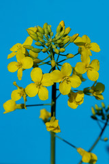  Flowers and buds of a rape on a blue background close-up