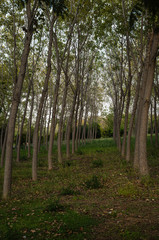 Izmir Inciralti City Forest, view of trees from picnic area. Perspective image of trees in the forest. Vertical photo.
