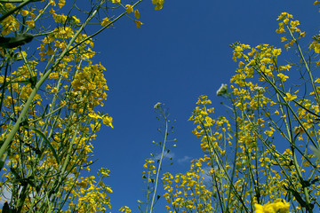 Blooming rapeseed field against a clean blue sky