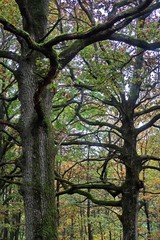 Automne à Rambouillet