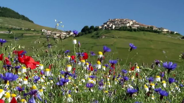 summer blooms piano grand sibillini mountains national park abruzzo italy