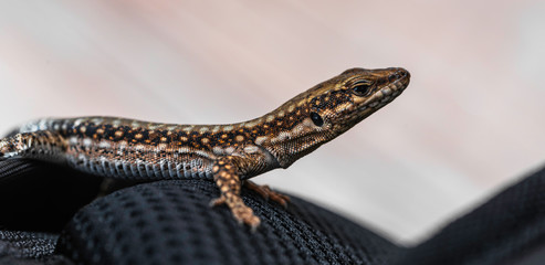 Small striped lizard with head up looking alert outdoors.