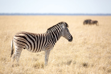Fototapeta na wymiar Zebra standing in dry grassland, Etosha, Namibia, Africa
