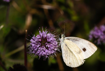 Butterfly on a flower. Small white cabbage butterfly sitting on a purple flower.