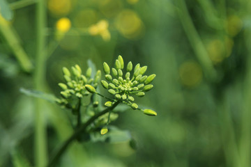 Rapeseed buds on the rapeseed field