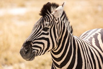 Fototapeta na wymiar Close up of a zebra, Etosha, Namibia, Africa