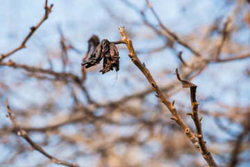Autumn before winter, walnut tree, garden close-up