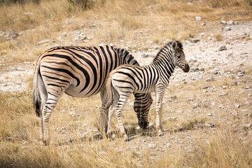 Fototapeta na wymiar Young zebra standing close to its mother, Etosha, Namibia, Africa