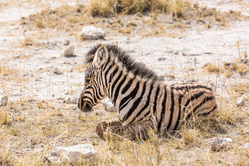 Fototapeta na wymiar Close up of a baby zebra sitting in the grass, Etosha, Namibia, Africa