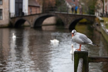 seaull sitting on dock in front of lake of love in bruges, belgium