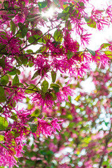 ベニバナトキワマンサク