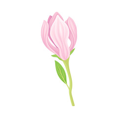Unbudded and Half Bloomed Magnolia Flower with Green Stalk Vector Item