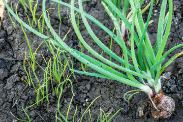fresh and healthy growing onions in the vegetable in the fields 