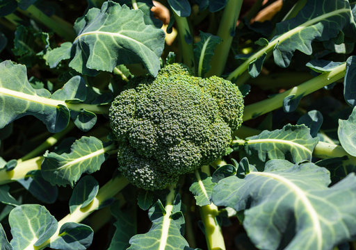 Fresh broccoli on a green background. Broccoli growing in the field is waiting to be harvested.