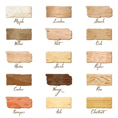 Big vector set with samples of maple, oak, birch, ash, chestnut, linden, willow, poplar, pine, cedar, beech, nut, hevea, kempas wenge Wooden boards banners texture isolated on white background