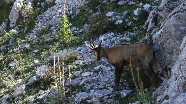 chamois of abruzzo national park of abruzzo