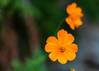 Cosmos sulphureus beautiful ornamental plant in bloom, bright orange color flowers on green shrub in sunlight
