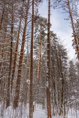 Pine trees trunks in the snow as a background