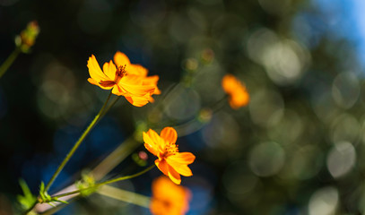 Cosmos sulphureus beautiful ornamental plant in bloom, bright orange color flowers on green shrub in sunlight