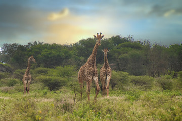 giraffe in africa