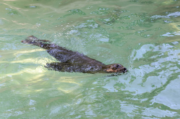 Obraz premium Fur seal swims in the water