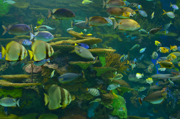 Fototapeta na wymiar Deep sea fishes of various variety swimming around in large underwater tanks in aquarium. Coral of different colors can also be seen in the shot behind the thick plexi glass supporting high pressure