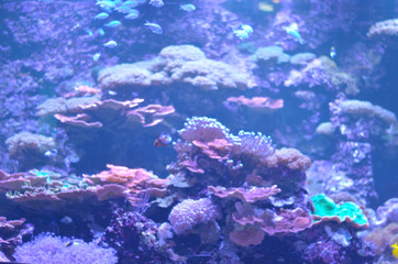Deep sea fishes of various variety swimming around in large underwater tanks in aquarium. Coral of different colors can also be seen in the shot behind the thick plexi glass supporting high pressure