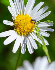 Obraz premium Macro of a little beetle on a daisy (leucanthemum) blossom with blurred bokeh background; pesticide free environmental protection biodiversity concept;