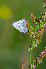 Macro of a common blue (polyommatus icarus) butterfly on sorrel (rumex acetosa) with blurred bokeh background; pesticide free environmental protection biodiversity concept;