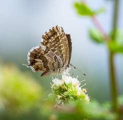 macro of a geranium bronze butterfly (cacyreus marshalli) on mint (menta piperita) blossom; as natural predators are missing in europe pest control is possible only through insecticides