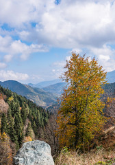 Autumn in the mountains. Roadside tree and mountains covered with forests in the background.