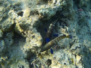 Beautiful tropical fish,  Marsa Alam, Egypt